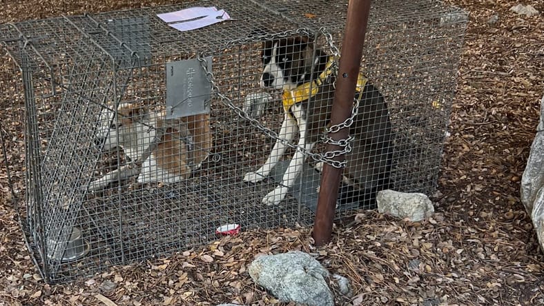 Rescue help!