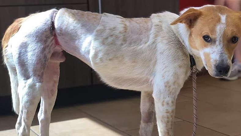 Homer was wondering the streets for months with a tether embedded in his waist. Dog tethering is illegal in many states.