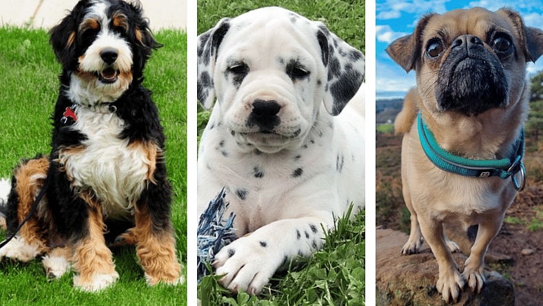 designer dog breeds