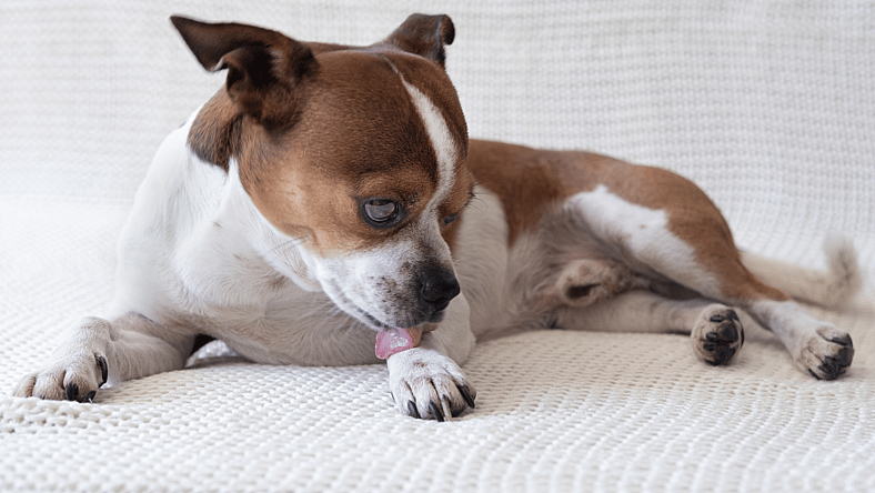 Dog licking paws