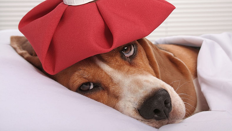 cute sick dog with ice pack lying in bed