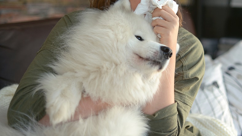 are you allergic to dogs? consider a hypoallergenic dog