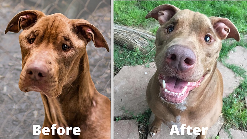 destiny dog with mmm