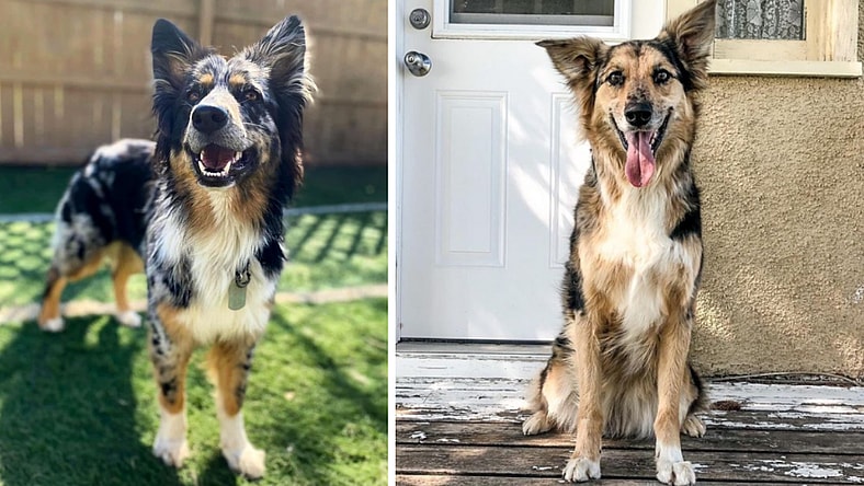 aussie German shepherd mix