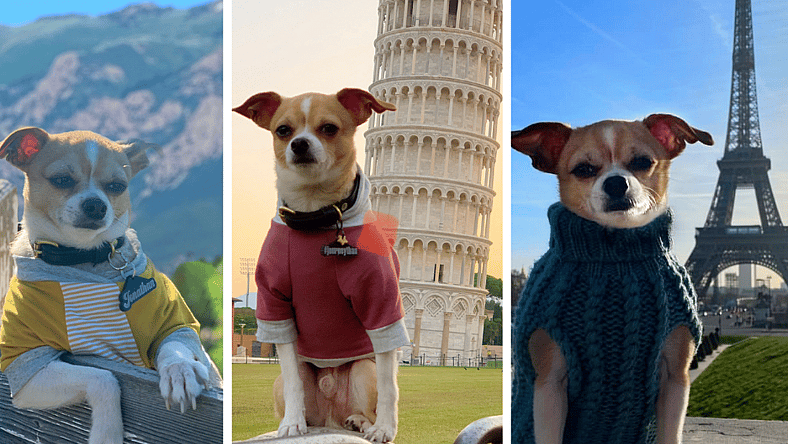 this dog was on the kill list but was adopted just in time. Now jonathan is traveling the world.