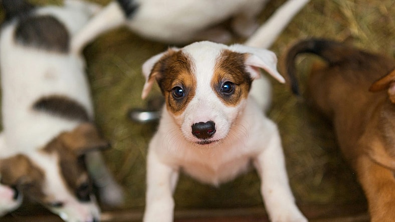 Small Dogs for Adoption