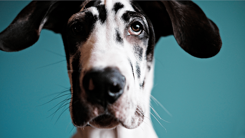 Harlequin Great Dane