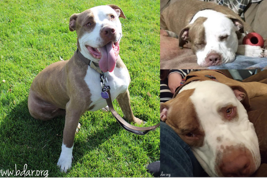 rocky needs a home. he has wobbler syndrome.