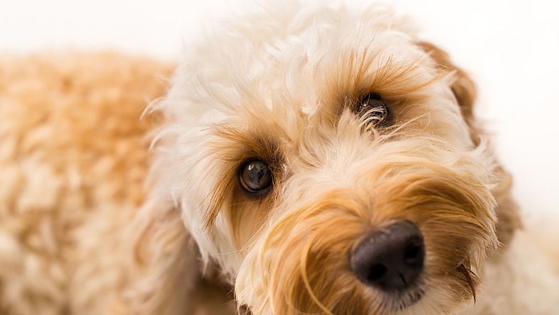 Australian Labradoodle