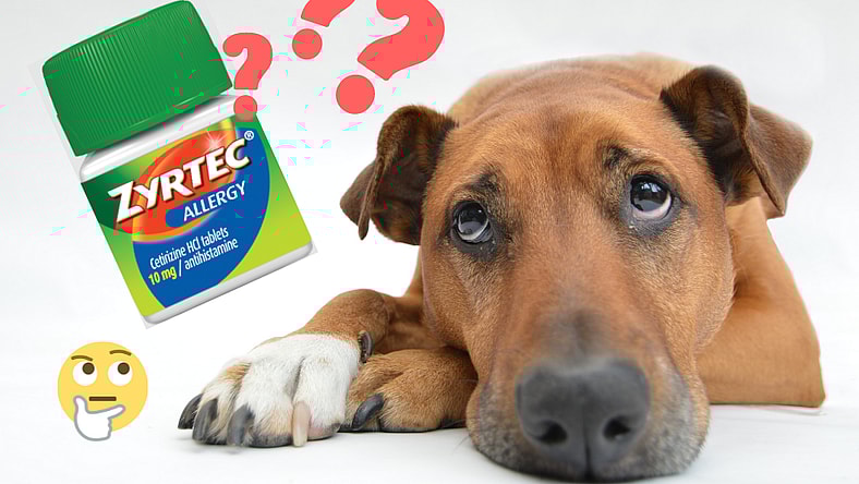 Dog & Zyrtec