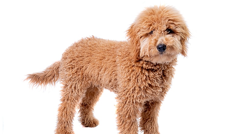 mini goldendoodle