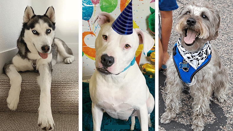 rescue dog 2022 contest winners