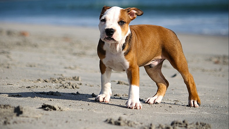 Corgi mix with pitbull