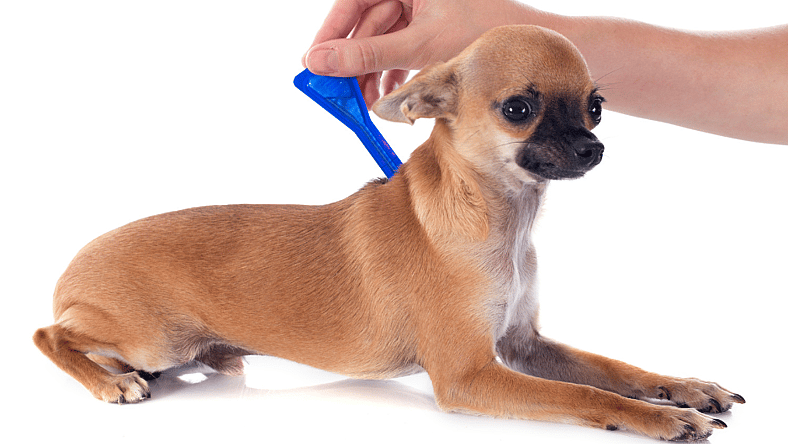 Hydrocephalus in dogs