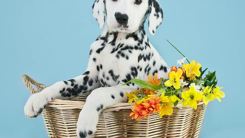 Long-Hair-Dalmatian