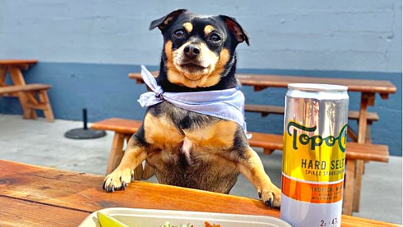 dog-in-a-restaurant