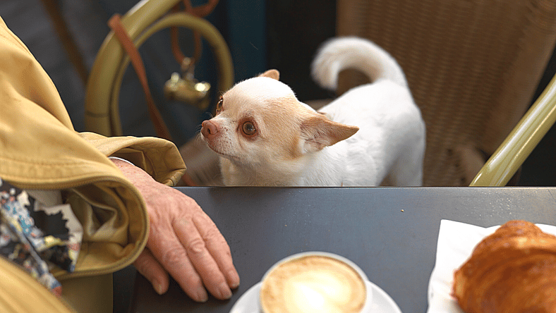 dog in a restaurant