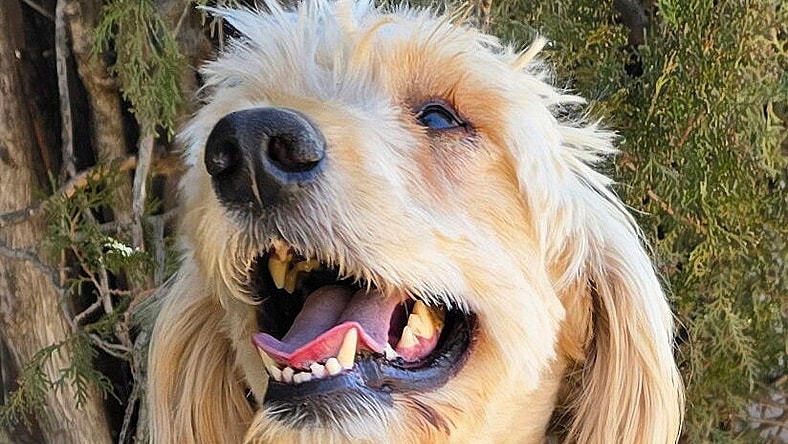 ​Irresistible Mr Indigo ~ Standard Golden Doodle