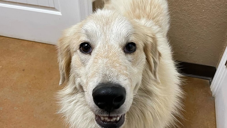 Simon - MEET ME @ PETCO 2/1/25!