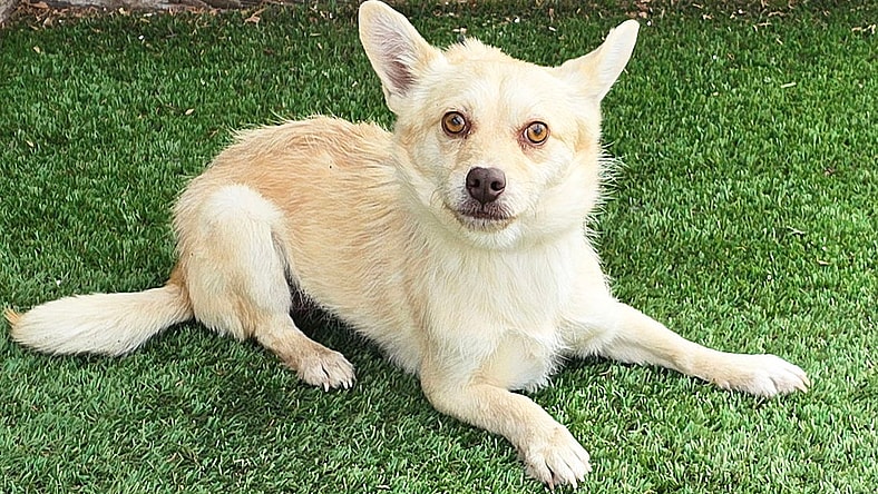 Cheeky Lil Chong ~ SUPER Smart Chorkie !