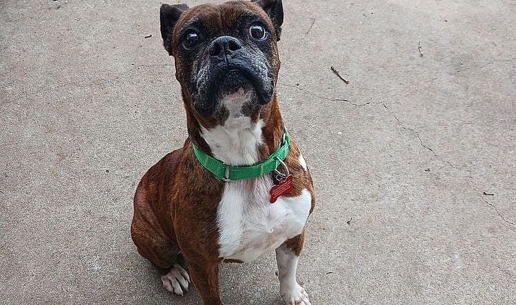 Rufus II