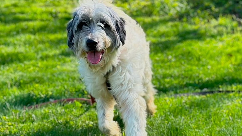 Meet Brandy & Malibu: Bonded Pyredoodle Mixes Ready for Their Forever ...