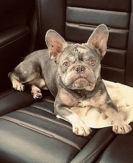 Purebred French Bulldog Boy Koko