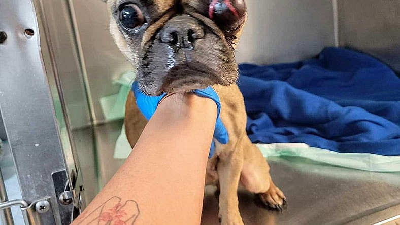 Panchita TX aka Clara