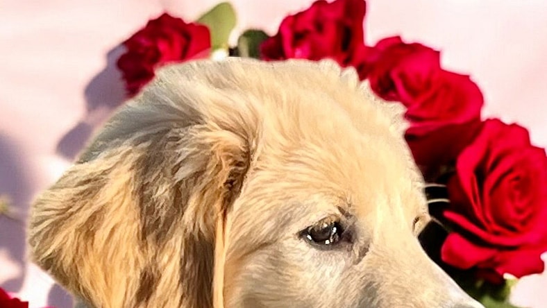 PUPPY REMI  GREAT PYR/DOODLE