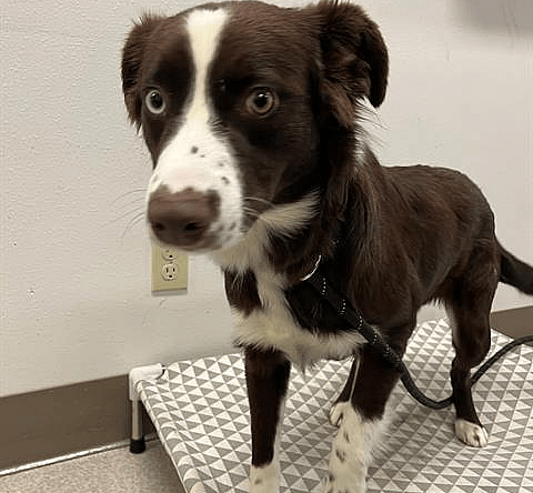 Missy A429565