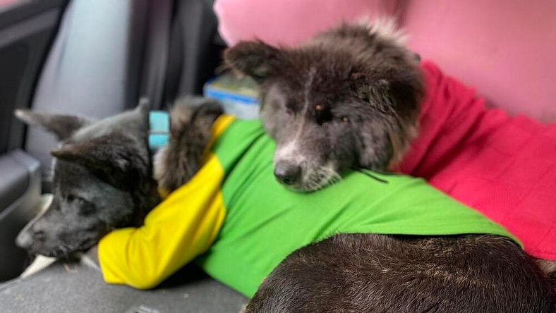 ORIO-LOCAL (Okngn) sf/kt Bond w/Olivia