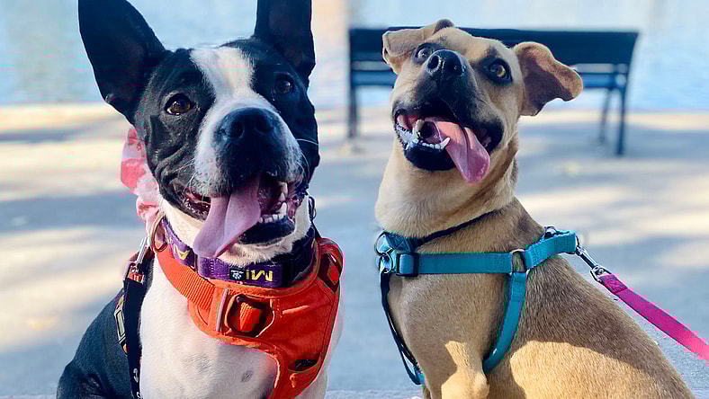 Mila (bonded w/Becky)