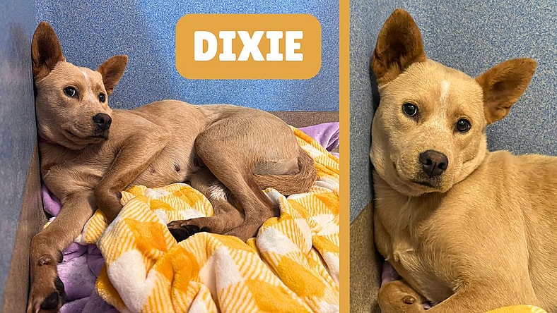 Dixie for Adoption