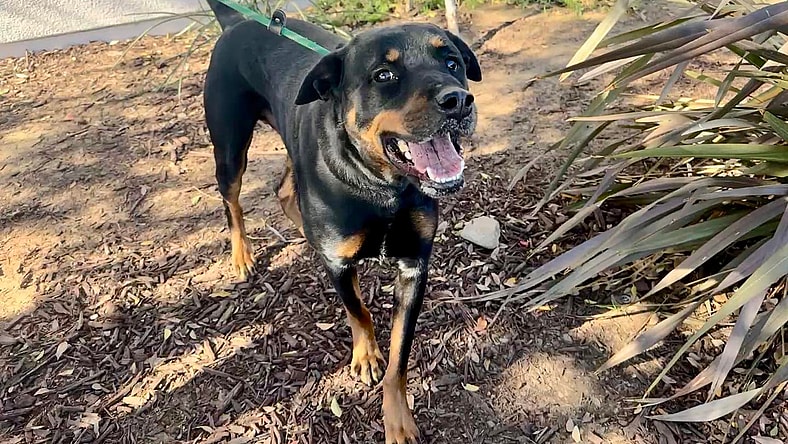 Loki is up for adoption!