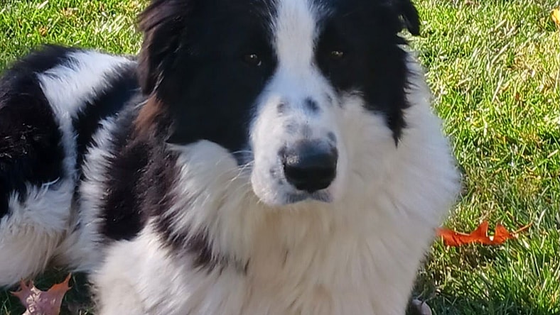 Miles (a courtesy listing in Oak Forest, IL)