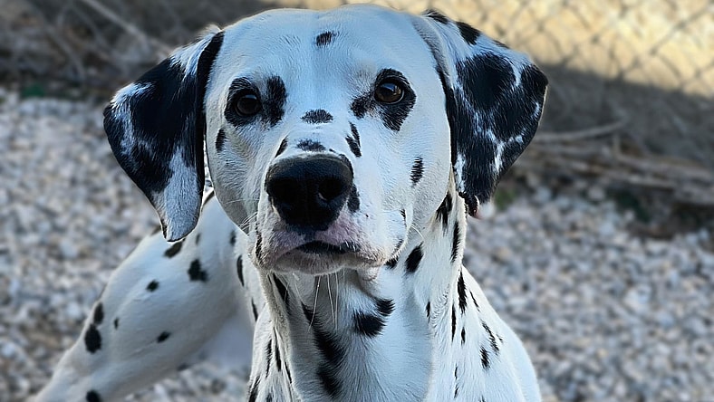 Pongo