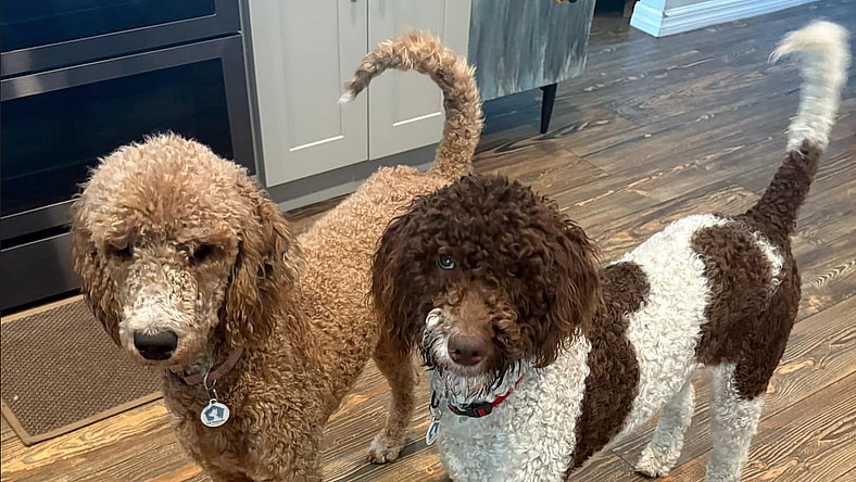 S'mores (Must be adopted with Silly)