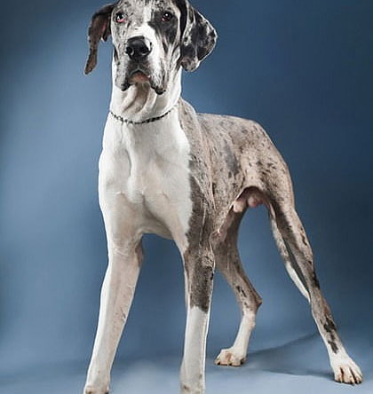 Split Foster Needed!