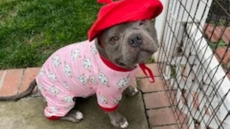 Bubba - Courtesy Post