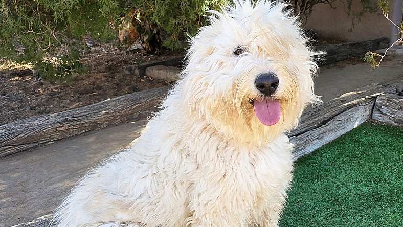 Pick Cotton ~ Superb SheepaDoodle