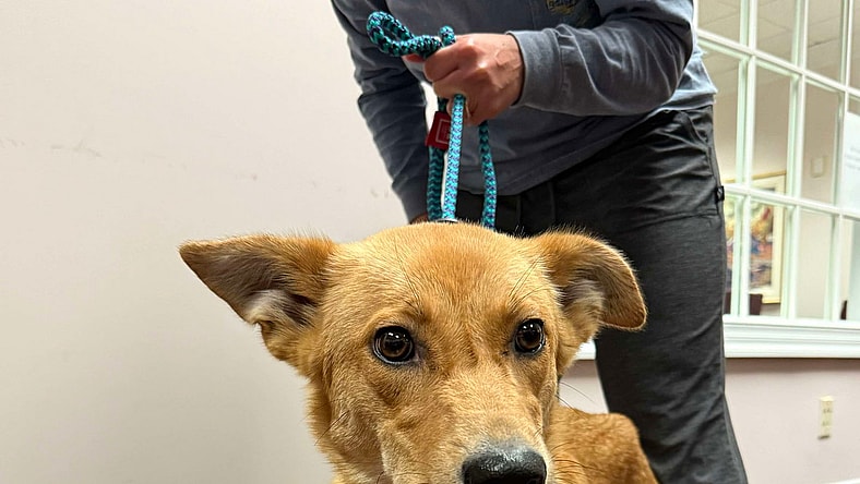 Miley - Apple Orchard Mom