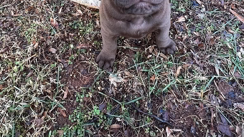 Angelica - Shelby Litter