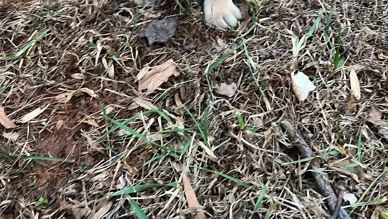 Lady Bird - Shelby Litter