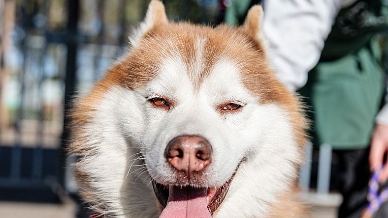 Akamaru