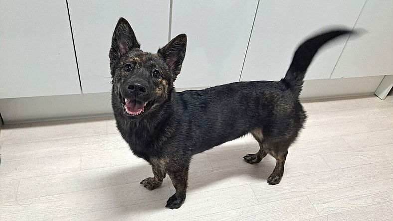 Hwamok (S. Korea) hz