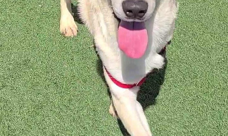 Found stray: Jackson