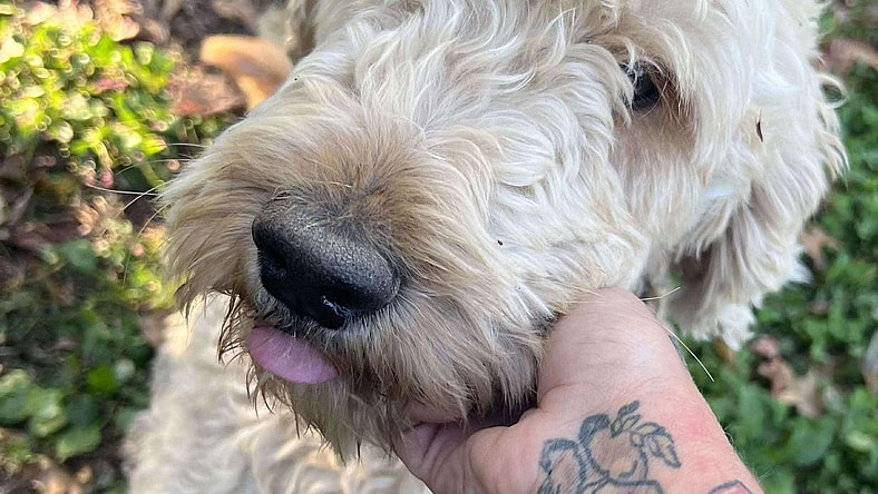 Winston The goldendoodle