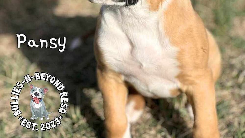 Boxer Bouquet Litter: Pansy