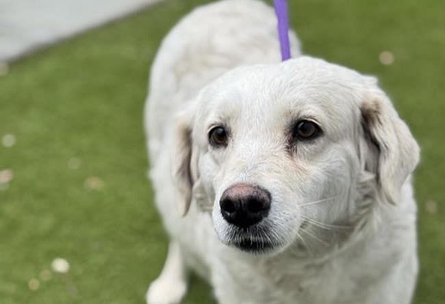 Jasmine - Adoption In Process