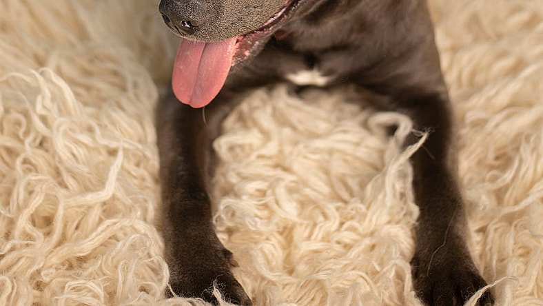 Goose - Name Your Own Adoption Fee!